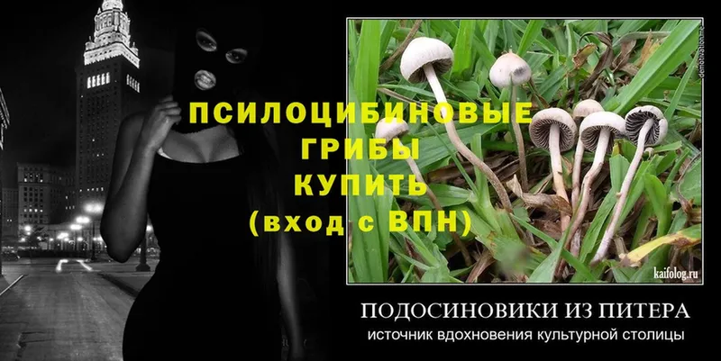 Галлюциногенные грибы Cubensis  закладка  Осинники 